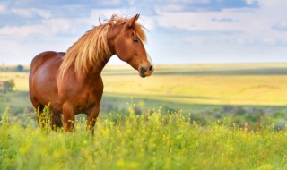 马蹄铁的作用（马蹄铁的作用百度百科）