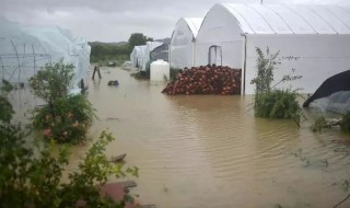 自然灾害保险赔吗（自然灾害保险赔吗采光瓦不算么?）