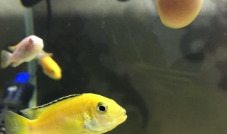 三湖慈鲷多久吐出小鱼（三湖慈鲷鱼含卵多久吐出来）