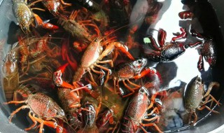 小龙虾如何清洗