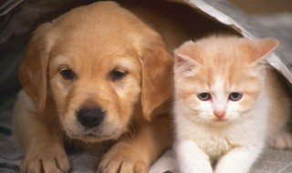 狗发朋友圈的文案（狗发朋友圈的文案怎么写）