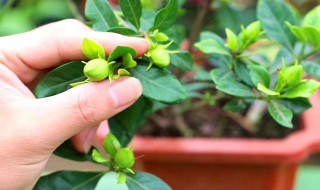 栀子怎么养 栀子花怎么养家庭养法