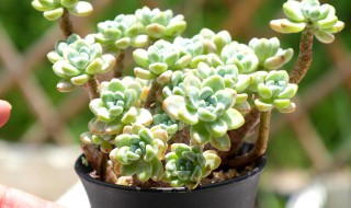 肉肉植物怎么养（多肉植物怎么养才养得又大又肥）