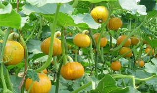 怎么种南瓜（泰拉瑞亚怎么种南瓜）