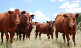 牛怎么养殖 白玉蜗牛怎么养殖