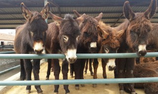 怎么养驴（怎么养驴挣钱）