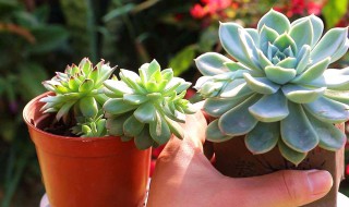 植物多肉怎么养殖（植物多肉怎么养殖方法哪里可以学）