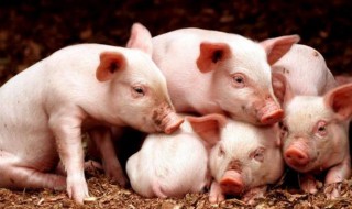 怎么样养猪 怎么样养猪不容易生病