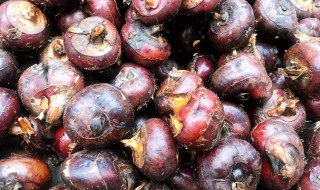 马蹄怎么处理 马蹄怎么处理皮