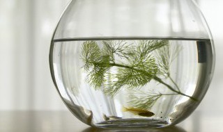 鱼缸如何清洗 鱼缸如何清洗底砂