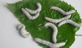 蚕卵是什么样的 蚕卵是什么样的形状