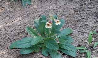 地黄是什么（地黄是什么植物）