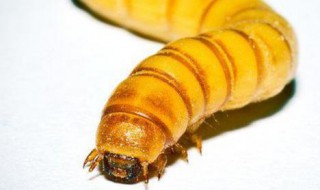 面包虫能吃吗 面包虫能吃吗?虫的粪便怎么处理