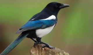 梦见喜鹊是什么意思 梦见喜鹊是什么意思日元