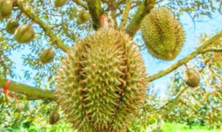 为什么榴莲那么贵（为什么榴莲那么贵还有那么多人爱吃）