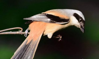 伯劳鸟好养吗（伯劳鸟好养吗知乎）