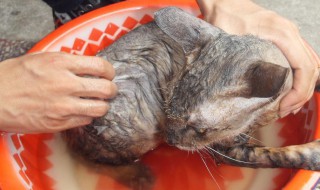 怎么去除虱子（怎么去除虱子最有效）