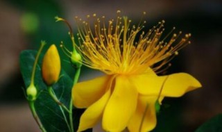 6月份开的花有哪些 6月份开的花有哪些图片