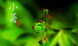 小暑是入伏了吗 小暑是入伏吗2021