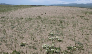 西北地区荒漠化的防治（西北地区荒漠化的防治措施有）