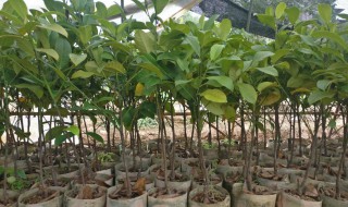 榴莲树苗怎么种植方法（榴莲树苗怎么种植方法视频看看）