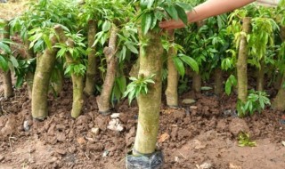 荔枝苗的种植方法（荔枝苗怎么种植方法）