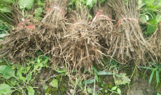 何首乌的种植方法（何首乌的种植方法和用量）