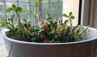 田七家庭花盆种植方法（田七怎样种植在花盆里）