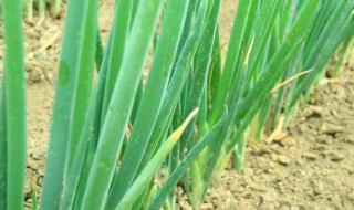 葱种植时间和方法（羊角葱种植时间和方法）
