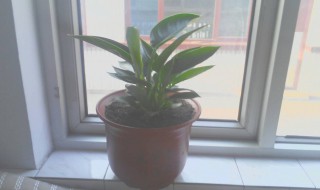 金钻扦插生根方法（金钻的扦插方法）