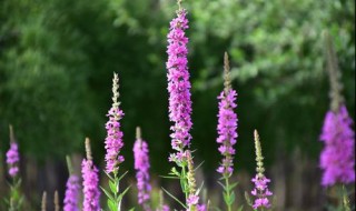 千屈菜种植方法（千屈菜养殖方法和注意事项）