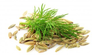 小茴香种子的种植方法 小茴香种子的种植方法和时间