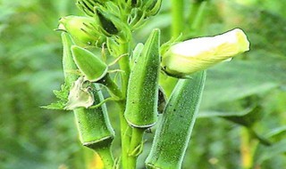 秋葵籽怎么种植方法（秋葵籽怎么种植方法视频）