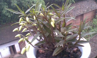 铁皮石斛种植方法盆栽（铁皮石斛如何种植盆栽）