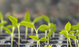 种子种植方法（芍药种子种植方法）