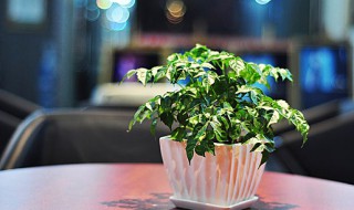 幸福树的种植方法 幸福树的种植方法和养护方法