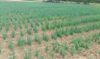 大葱如何种植方法（大葱如何种植方法图解）