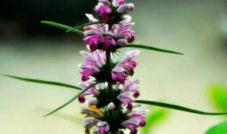 益母草种植时间和方法 益母草种植时间和方法和用量