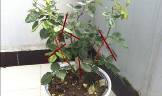 秋季月季花扦插方法 秋季月季花扦插方法图片