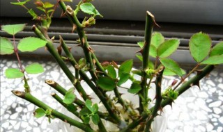 三月月季花的扦插方法（月季3月扦插）