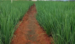 种植香葱的方法和禁忌（阳台种植香葱的方法和禁忌）