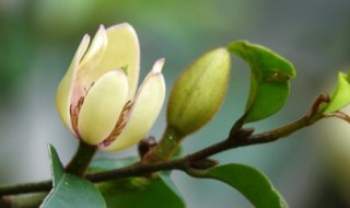 含笑花的扦插方法 含笑花的扦插方法图片