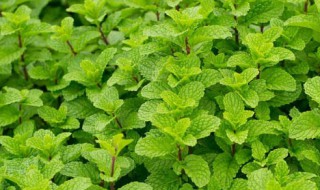 养薄荷的注意事项（养薄荷需要注意什么）