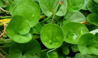 垂吊马蹄金的种植方法（垂吊马蹄金种子怎么种）