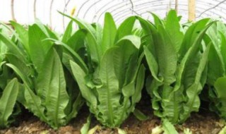 油麦菜的种植方法（油麦菜的种植方法和时间出苗）