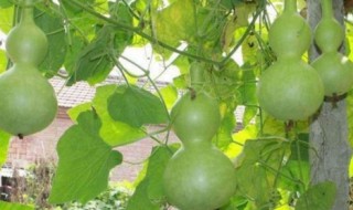 葫芦盆栽种植方法（葫芦盆栽种植方法图片）