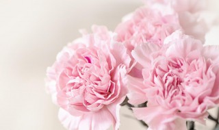 送母亲鲜花送什么花（送母亲鲜花送什么花送几朵）