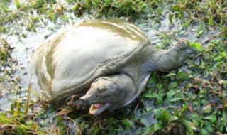 吃甲鱼千万要注意七大禁忌（吃甲鱼千万要注意七大禁忌九个月的宝宝能吃甲鱼吗）