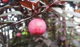 红叶李可以吃吗（红叶李能吃吗?）
