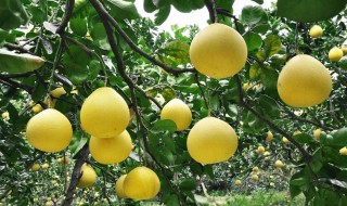 柚子的品种 柚子的品种有哪些品种